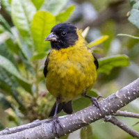 Hooded Siskin